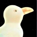 Måns Mås Profile Picture