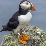 Sheilagh Brown Profile Picture