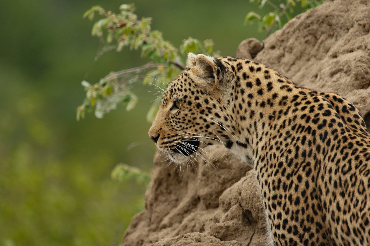 Jhalana Leopard Safari Park Jaipur, Safari Ticket Booking Price