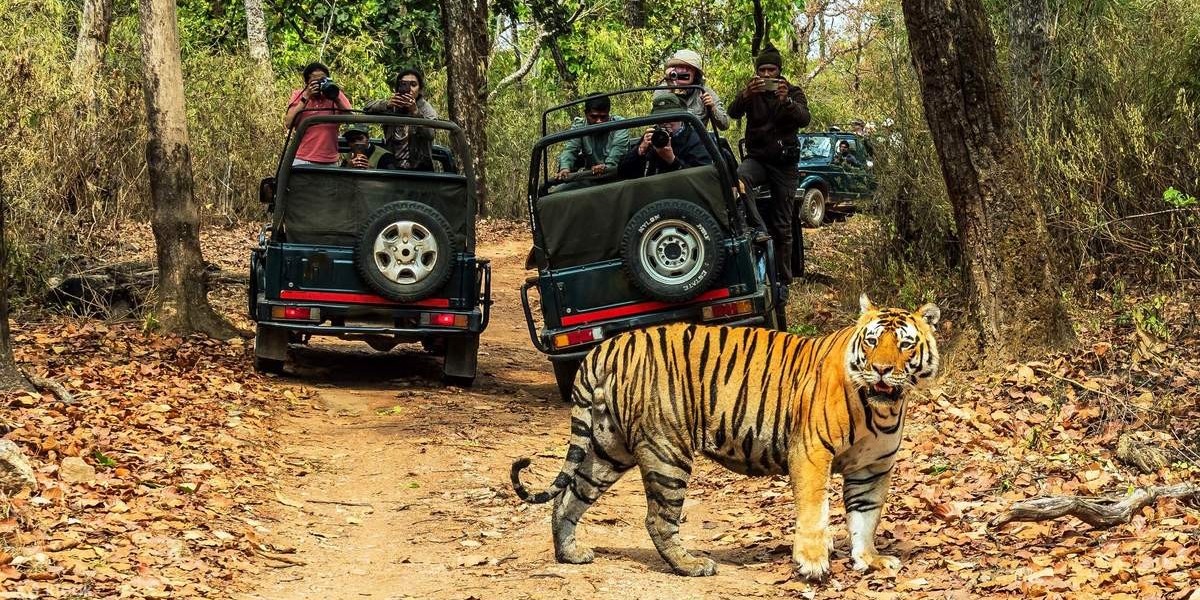 How Much Does It Cost to Visit Jhalana Safari Park in Jaipur with Family?