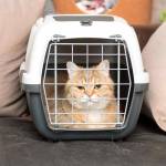 Pet Taxi London