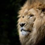 rana SAAB Profile Picture