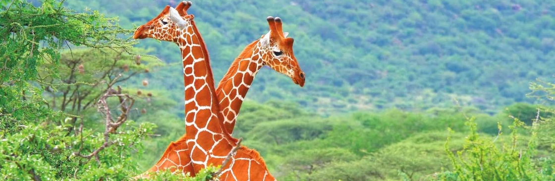 Cheetah Safaris Cover Image
