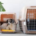 small dogcage Profile Picture