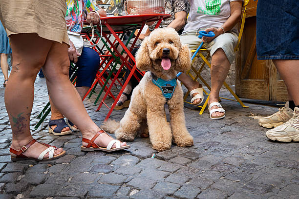 Can Dog Day Care Improve a Pet’s Physical Health? – View Pen