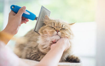 How Can a Pet Groomer Help Manage Flea and Tick Issues Naturally? – View Pen