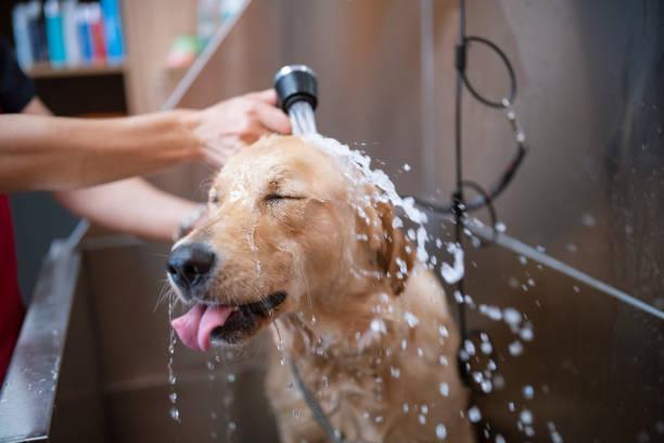How Can a Pet Groomer Help Calm Your Anxious Dog Before a Bath? – View Pen