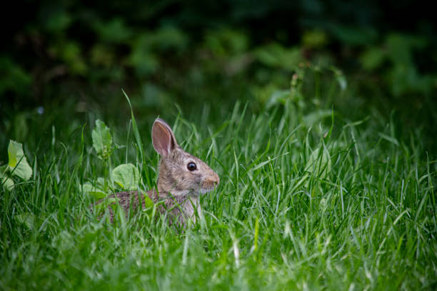 Does Animal Control Handle Bats & Raccoons? Here's What You Need to Know - Article-Fun