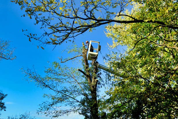 7 Warning Signs You Should Call a Tree Surgeon Near Me ASAP Article - ArticleTed -  News and Articles