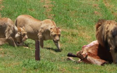 How Wildlife Control Services Prevent Zoonotic Risks – View Pen