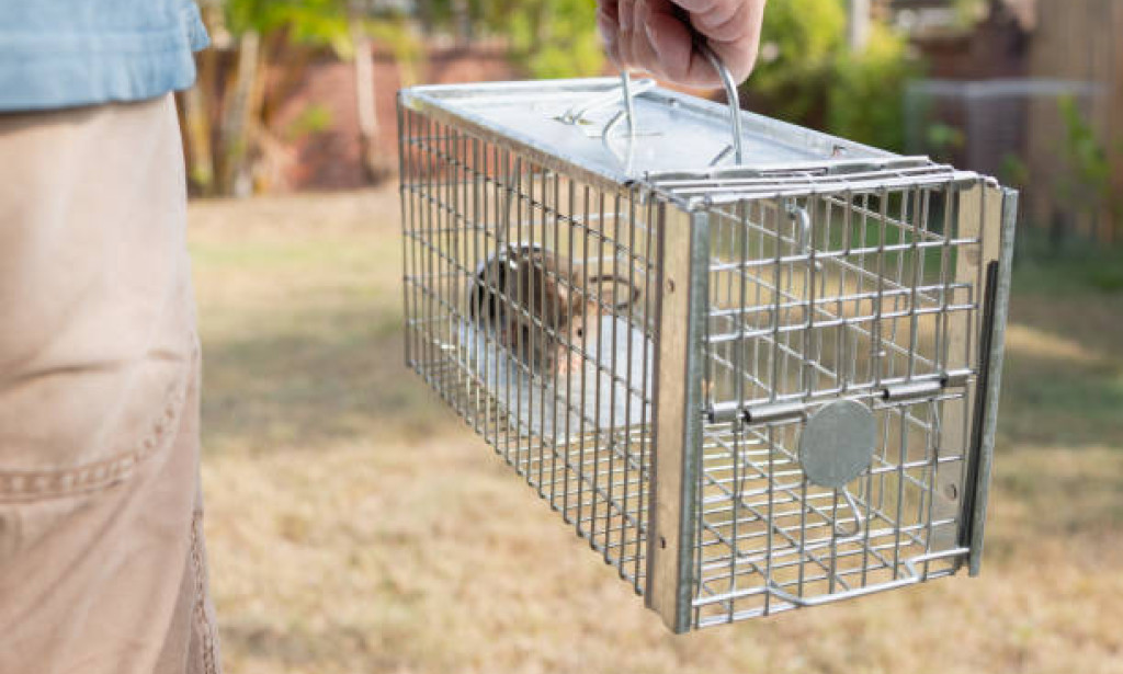 How Can Wildlife Control Services Solve Backyard Raccoon Nightmares?