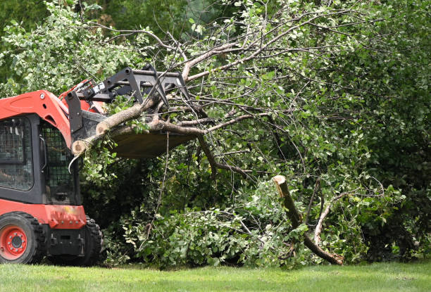 Safe, Skilled, and Local: Choosing Tree Service You Can Trust