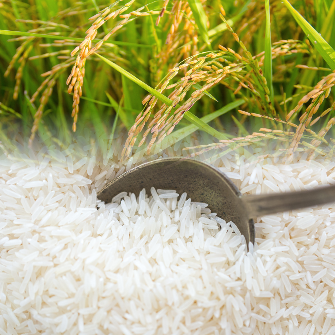 Makhana (Fox Nuts) and Rice Exporter | Prosperra Grains & Nuts