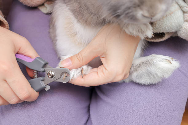 How a Pet Groomer Helps Senior Pets Feel More Comfortable