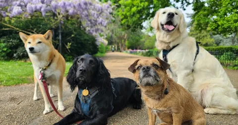 How Can a Dog Breeder Prevent Common Genetic Health Issues? - London Connected