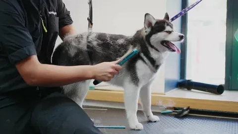 Why Your Home Brush-outs Still Need a Pro Pet Groomer - London Connected