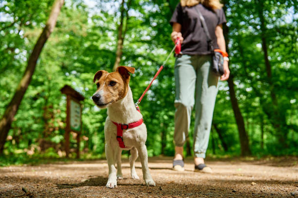 How a Dog Walker Helps Reduce Your Dog's Anxiety & Boredom