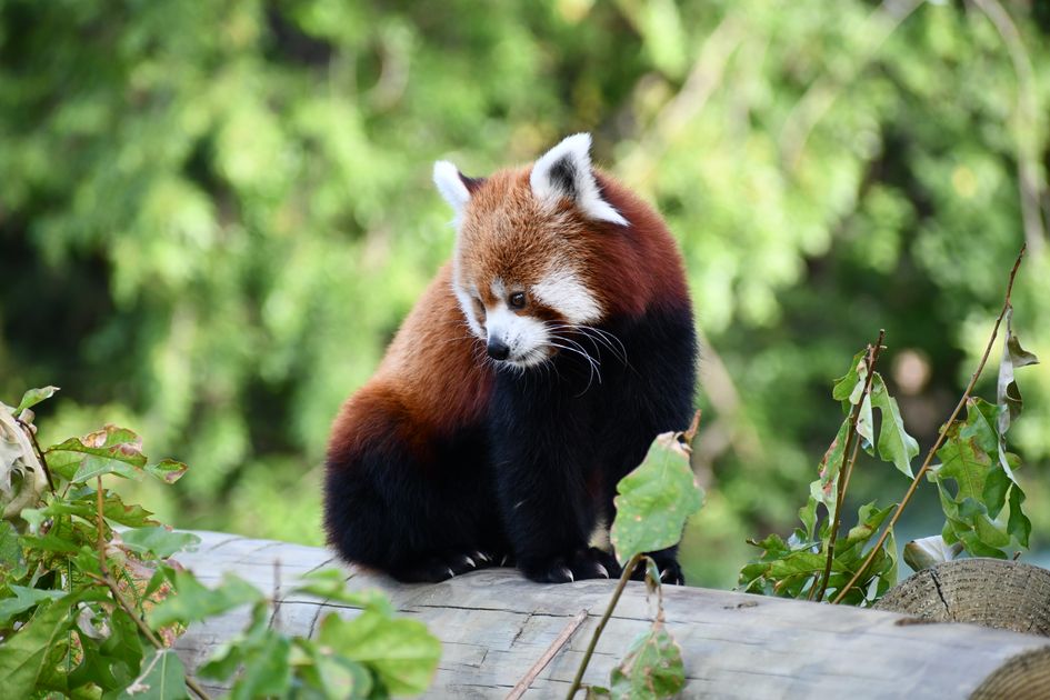 Order Ambien 10mg Online With Two-Factor Authentication — Virginia Zoo