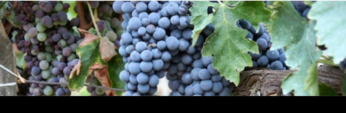 Red Dot Wine Cover Image