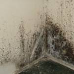 Roof Cleaning And Restoration George