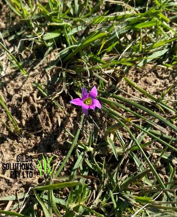 Onion Grass - GILBA SOLUTIONS