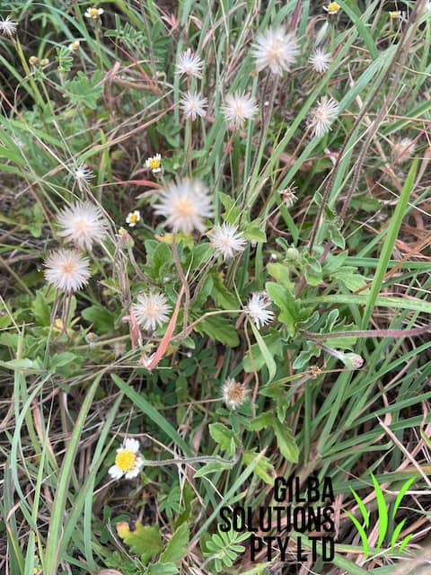 Tridax Daisy - GILBA SOLUTIONS