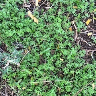 Carrot weed - GILBA SOLUTIONS