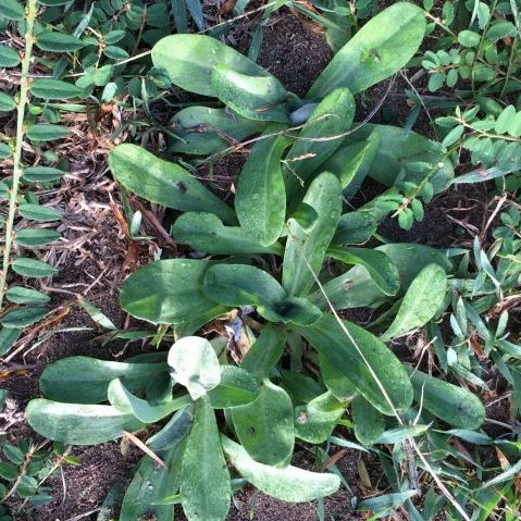 Cudweed - GILBA SOLUTIONS