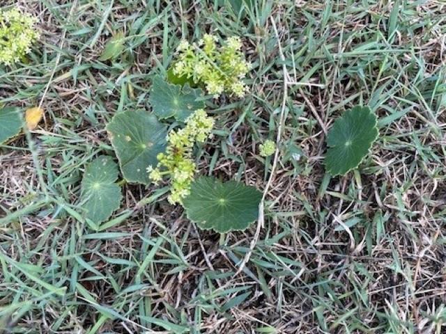 Hydrocotyle - GILBA SOLUTIONS