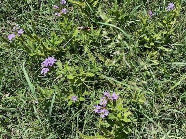 Post-Emergents for Blue Heliotrope