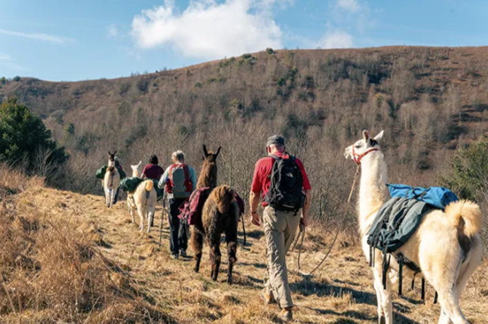 Blue Ridge Mountains llama hike | Hasster - Hasster