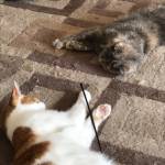 Kiki & Loki
