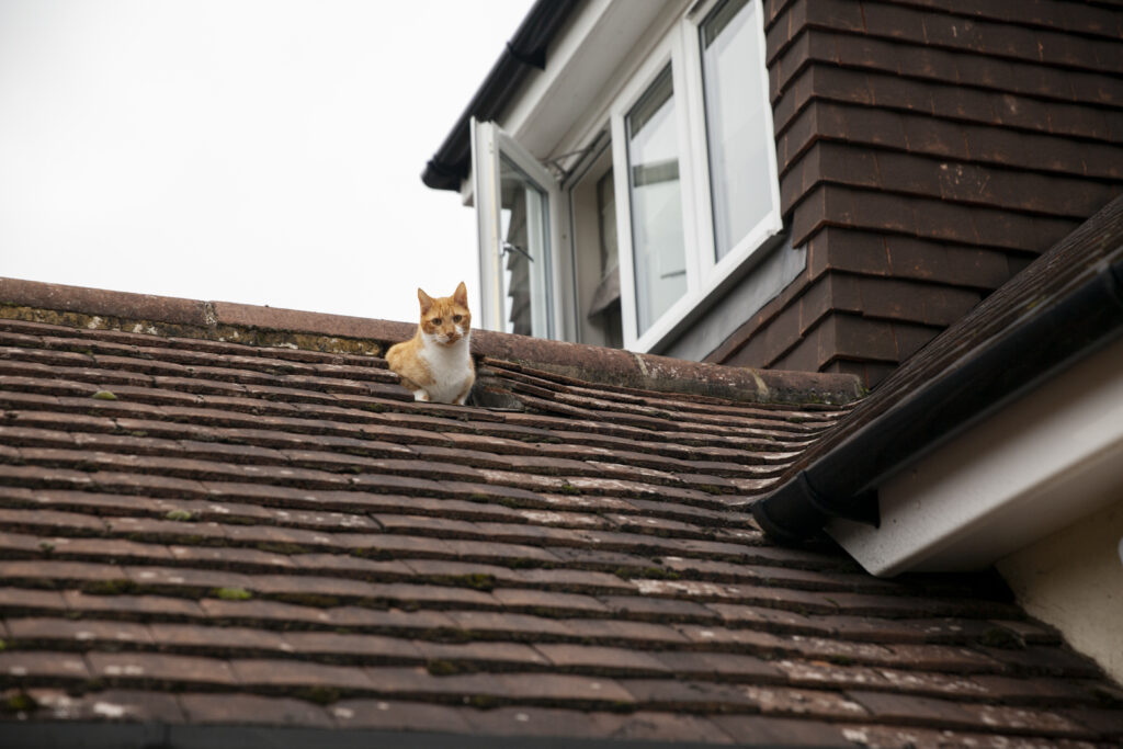 How to Spot a Roof Leak Before It Causes Major Damage