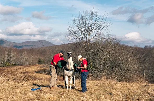 Explore Scenic Trails with a North Carolina Llama Tour | Lebanon Hub