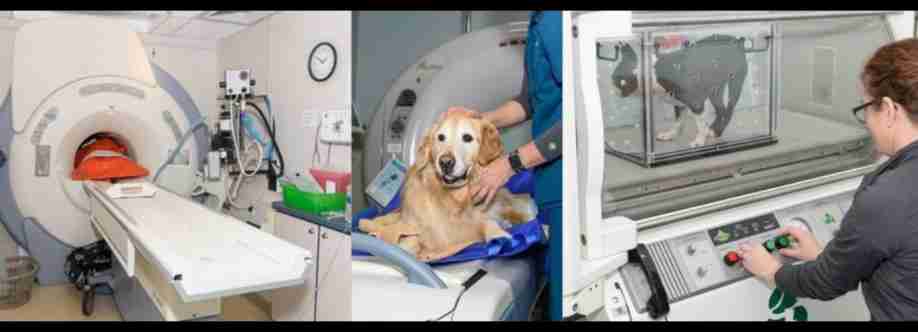 Veterinary Neurology And Imaging of the Chesapeake