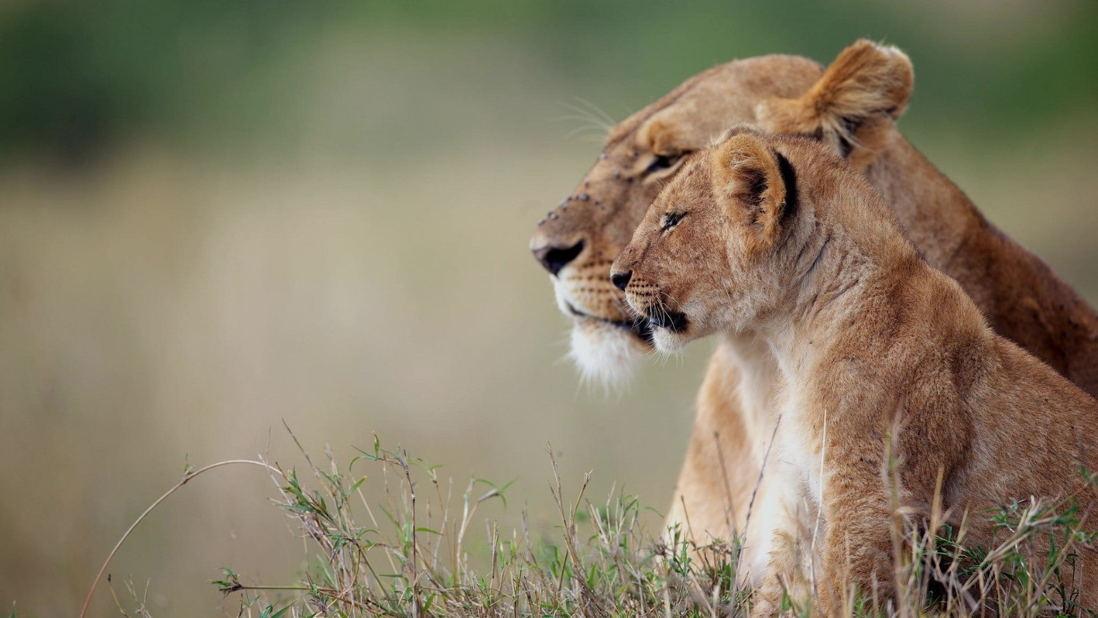 Tanzania Safari, Kilimanjaro & Zanzibar - African Mamba Safaris